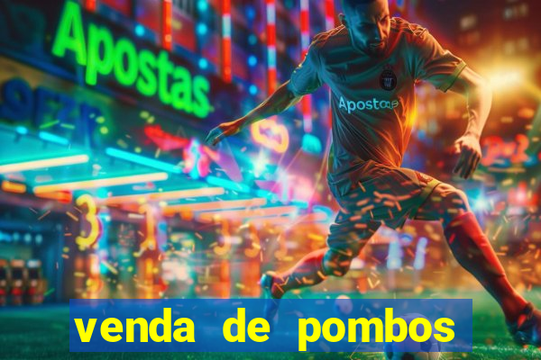 venda de pombos correios olx